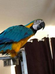 Charming Blue and Golden macaws