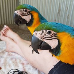 Charming Blue and Gold Macaws For Sale