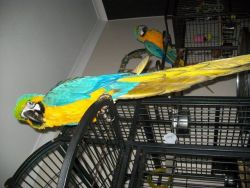 Blue & Gold Macaw Parrots Very Tame Comes with Cage Set Up.