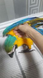 Hand Tame Baby Blue & Gold Macaws Dna/pbfd