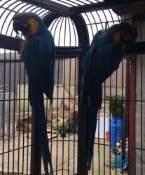 Family Raise Blue And Gold Macaws Parrots For Sale
