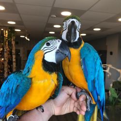 Hand Tame Parrot For Sale