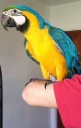 Blue And Gold Macaw Hand Reared Ready Now