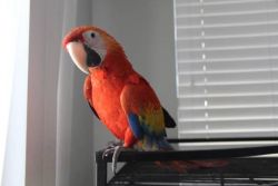 Looking for a foster or permanent home for our Macaw parrot.