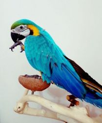 Macaw Parrots For Sale