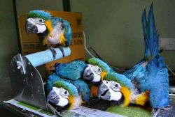 Adorable Blue and gold macaw parrots available for adoption