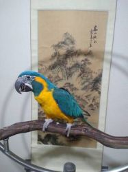 Macaw Parrot looking for a new home