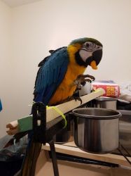 Gorgeous blue and gold macaw