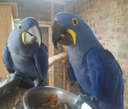 Tamed Hyacinth Macaw Parrots available for sale TEXT (xxx) xxx-xxx8