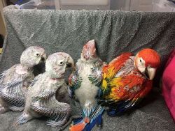 BREEDING PAIRS OF AFRICAN GREYS, MACAWS, ELECTUS, AND THEIR BABIES