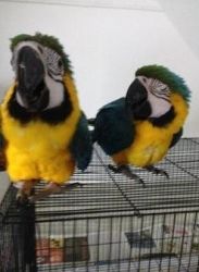Blue and gold Macaw Available for Adoption..Text us at (xxx) xxx-xxx6