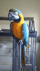 Talking Macaw Birds Boy And Girl