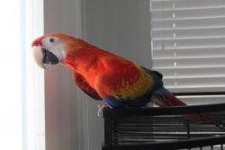 Baby14 Moths Old Hand Tame Blue And Gold Macaws