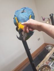 Female macaw for sale