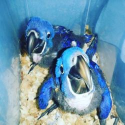 Hyacinth Macaw pairs available