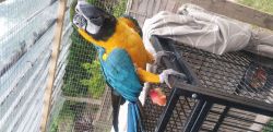 2 Years Old Blue And Gold Macaw