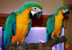 Blue & Gold Macaw Parrots for sale