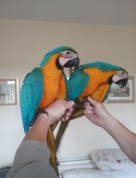 Blue and Gold Macaw parrots and Candle tested eggs