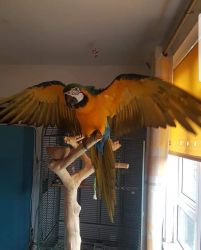 13 Month Old Blue And Gold Male Macaw