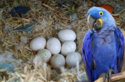 Fertile parrot eggs for all species.