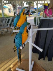 BLUE AND GOLD MACAW PARROT FOR SALE