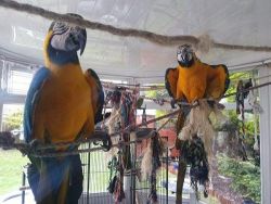 2 Years Old Blue and Gold Macaw Parrots Sesking For Good Homes