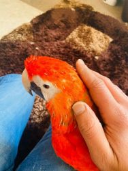 Female Scarlett Macaw With Large Cage