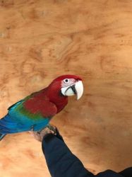 Green Wing Macaw - Male