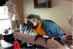 Blue and Gold Macaw For Sale