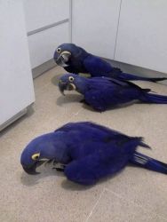 Hyacinth Macaw :xxxxxxxxxx
