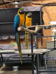 ✦Stunning Parrot -The Macaw✦✦ PARROT is Available