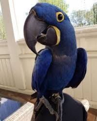 Hyacinth Macaw 7800USD