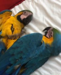 Macaw For Adoption