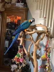 B/G Macaw for sale