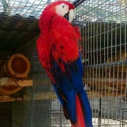 Well trained Macaw Parrots fkr sale