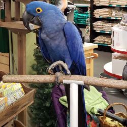 Magnificent Hyacinth Macaw & Blue and Gold parrots for sale