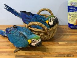 stunning Macaw Birds for sale