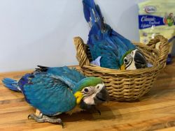 stunning macaw birds for sale