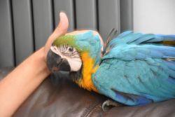 Hand Reared Baby Blue And Gold Macaws