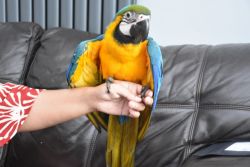 Hand Reared Silly Tame Baby Blue And Gold Macaws