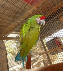 Military Macaw, Male, Bolivian, Proven