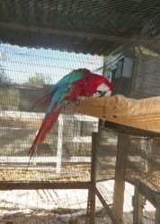 GREENWING MACAW, MALE, PROVEN BREEDER