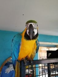 Blue And Gold Macaw 18 Months Old + Large Cage