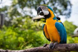 Large BlueBlue and Gold Macaw