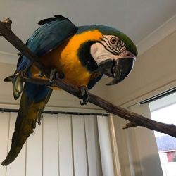 African gray, macaws, cockatoo and Fertile parrots eggs for sale text