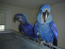 Pair Of Hyacinth Macaw