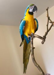 Super Silly Tame Macaw