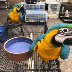 Pair Of Macaws Male And Female