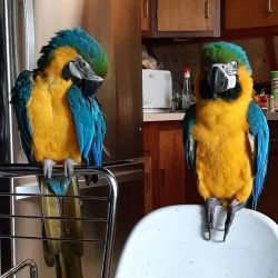 Macaw Parrots for sale
