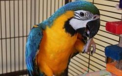 Super Tamed Male And Female Macaw Parrots ....